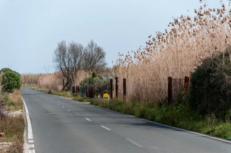 Feuchtlandschaft des Naturparks S'Albufera de Mallorca mit Schilf und offenen Wasserflächen