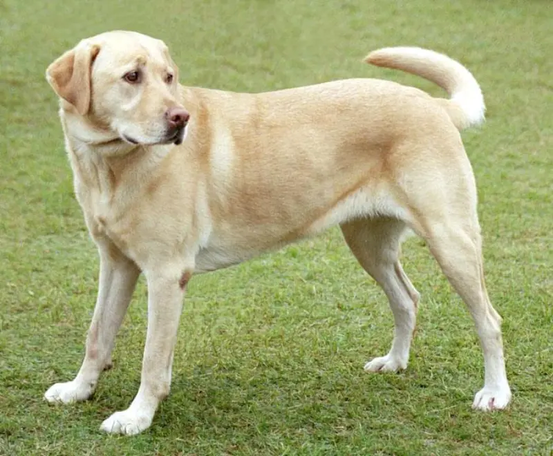 Goldener Labrador Retriever – ähnlich unserem Oskar auf den Fährabenteuern Barcelona–Mallorca